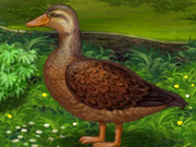 play Lucky Duck