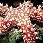 Hidden Stars-Starfish