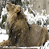 play Snow And Lion Puzzle