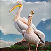 play Pelicans On The Mountain Slide Puzzle