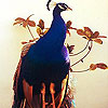 play Blue Peacock Slide Puzzle
