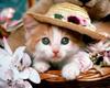 play Cat Really Cute 2