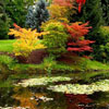 play Autumn Pond