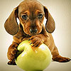 play Dog And Apple Slide Puzzle