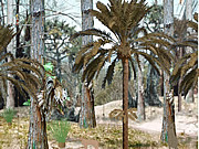 play Sabrina On Fraser Island