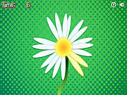 play Daisy Petals