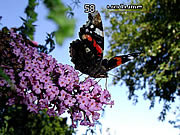 play Pixel Animal Hunter