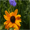 play Spider Flower