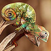 play Tiny Chameleon Puzzle