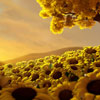 play Sunflowers