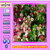 play Beauty Flowers Find The Alphabets