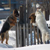play 3 Dogs