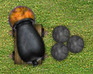play Nan Zuma