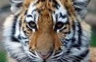 play Tiger And Cubs Jigsaw