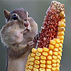 play Sweet Squirrel Slide Puzzle
