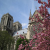 play Jigsaw: Notre Dame Flowers