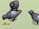 play Pigeons