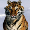 play Fta Tigers