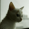 play Lolcat Escape