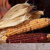 play Jigsaw: Corn Cobs