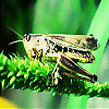 play Green Grasshopper Slide Puzzle