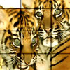 play Tiger Brothers Puzzle