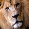 play Lions Slider