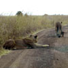 play Lions