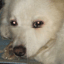play Pet Puzzle