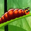 play Larva Dream