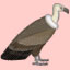 play Bird Pax