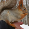 play Squirrels