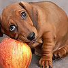 play Dog And Apple Puzzle