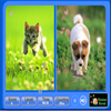 play Pet Animals Similarities