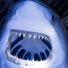 play Great White Shark Jigsaw