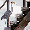 play Tired Bird Puzzle