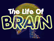play Thelifeofbrain