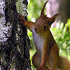 play Cute Tired Squirrels Slide Puzzle