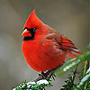 play Little Red Bird Slide Puzzle
