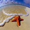 play Starfish Find Numbers