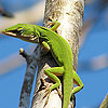 play Chameleon On The Tree Puzzle