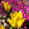 play Jigsaw: Yellow Tulip