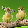 play Two Cute Sparrow Puzzle