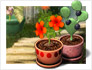 play Plant Tycoon®