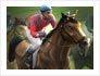 play Steeplechase 2 - Cross Country