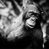 play Ape Jigsaw