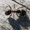 play Jigsaw: Little Ant