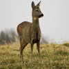 play Jigsaw: Deer On Field