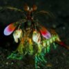 play Mantis Shrimp Slider