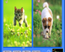 play Pet Animals - Similarities
